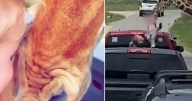 VIDEO/ Momenti kur gjirafa “rrëmben” 2-vjeçaren nga makina