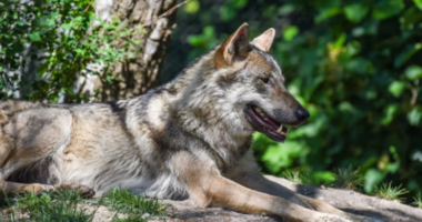 Gruaja sulmohet nga tre ujqër në një kopsht zoologjik në Francë