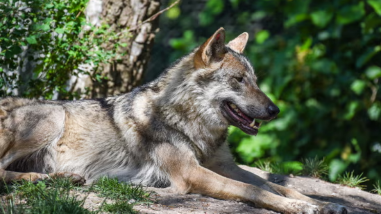 Gruaja sulmohet nga tre ujqër në një kopsht zoologjik në Francë