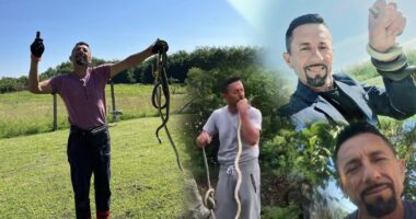 Befason shqiptari që kap gjarpërinjtë: Ndihmoj shumë familje që i kanë të fshehur nëpër shtëpi