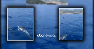 VIDEO/ Pamje mahnitëse në Himarë, delfinët shoqërojnë turistët gjatë lundrimit në det