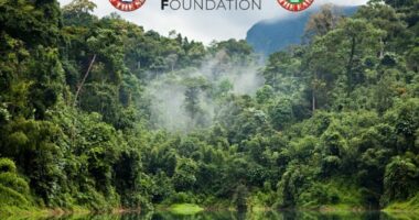 Dita Botërore e Pyjeve të Shiut: Lëvizja drejt një të ardhmeje më të gjelbër