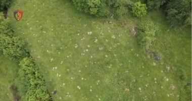 “Territor i pastër”/ Asgjësohen 3865 fidanë dhe bimë kanabisi në disa qytete, arrestohet një person