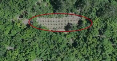 EMRI/ Asgjësohen 1050 bimë dhe fidanë kanabis sativa, arrestohet 28-vjeçari në Mirditë