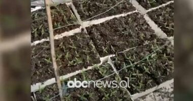 Lezhë/ Asgjesohen 500 fidanë kanabisi në kubikë, arrestohet 35-vjeçari, i vëllai në kërkim