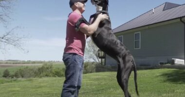 Ngordh qeni më i gjatë në botë