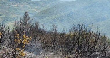 Digjen kodrat me ullinj/ Fier, zjarri në Peshtan të Vogël, shkrumbohen 5 hektarë