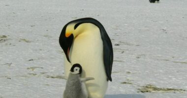Bëhet nënë pinguini më i vjetër në botë