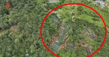 VIDEO/ Aksion kundër kanabisit në Shkodër, disa të proceduar