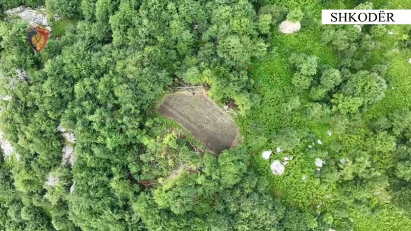 Operacioni “Territori i pastër”/ Asgjesohen mijëra fidanë kanabis në Shkodër, arrestohet 29 vjeçari