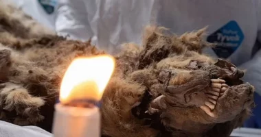 Pas 44,000 vitesh, gjendet i paprekur ujku në Siberi