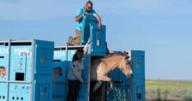 Pas dy shekujsh, kuajt e egër kthehen në stepat e Kazakistanit