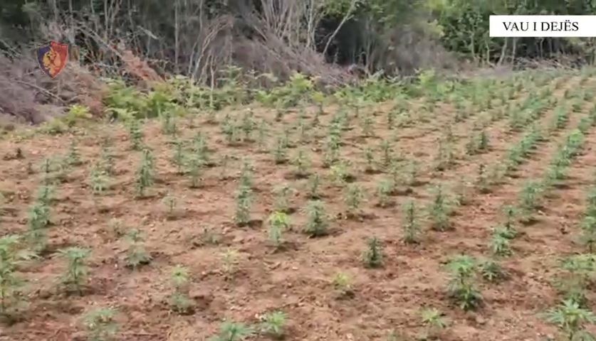 Goditet një tjetër rast i kultivimit të bimëve narkotike, asgjësohen 7378 bimë kanabisi në Vaun e Dejës