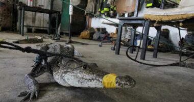 Stuhitë në veri të Meksikës, krokodilët “pushtojnë” rrugët e qyteteve
