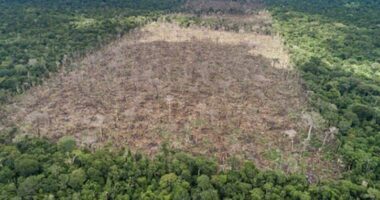 BE akordon 10,5 milionë euro kundër shpyllëzimit