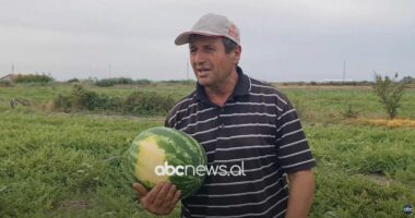 Shalqini mbetet pa shitur/ Fier, bujqit: Kultivuam më shumë se vitin e shkuar