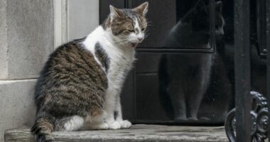 FOTO/ Kryeministrat ndryshojnë, por macja Larry mbetet në Downing Street