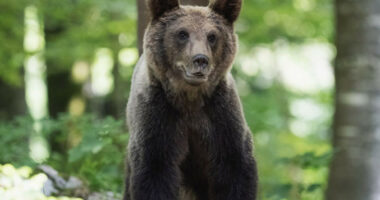 Itali/ Ariu sulmon një turist të huaj në provincën e Trentino