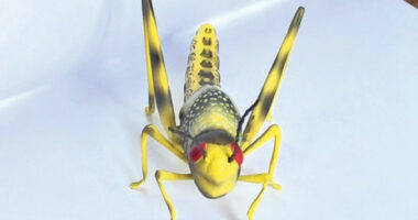 Singapori ka miratuar konsumin e 16 llojeve të insekteve