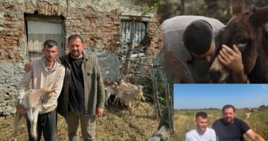 I realizon ëndrrën për një fermë 21-vjeçarit/ Altin Prenga: Falënderoj kontribuuesit që dhuruan 14 mijë euro