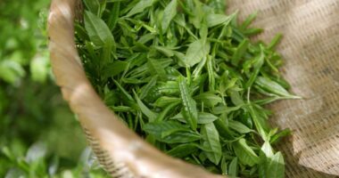 Rriten ndjeshëm çmimet e çajit në Indi, shkak reduktimi i të korrave