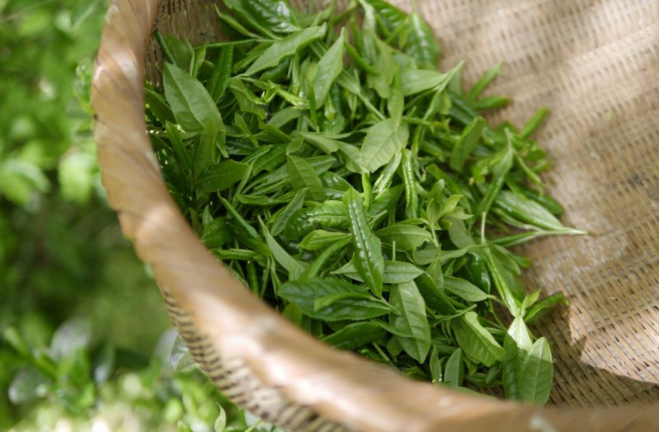 Rriten ndjeshëm çmimet e çajit në Indi, shkak reduktimi i të korrave