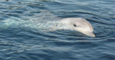 Më shumë se 100 delfinë dalin në breg, 13 prej tyre të ngordhur