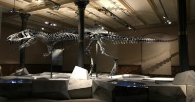 Skeleti i një dinosauri u shit për 44.6 milionë dollarë