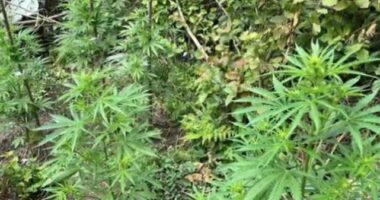 Dronët zbulojnë parcelën me drogë/ Policia e Dibrës arreston dy kultivuesit, kanabisi asgjësohet me djegie