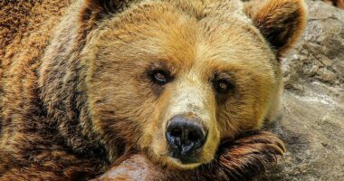 Rumania ndryshon ligjin në mënyrë të menjëhershme/ Lejon vrasjen e afro 500 arinjve