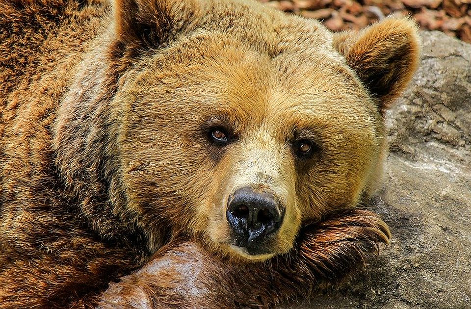 Rumania ndryshon ligjin në mënyrë të menjëhershme/ Lejon vrasjen e afro 500 arinjve