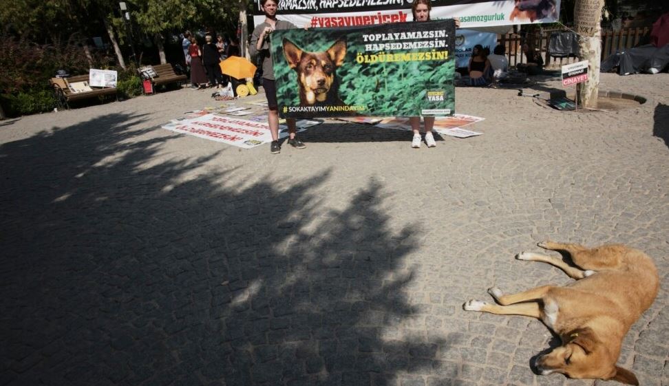 Propozimi i Turqisë për të vrarë qentë endacakë/ Shpërthejnë protestat, protestuesit: Jo njerëzore!