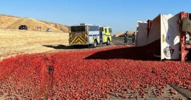 Përmbyset kamioni, autostrada e Kalifornisë mbulohet nga domatet
