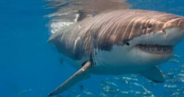 Brazil/ Peshkaqenët testohen për kokainë, rezultojnë pozitivë të gjithë