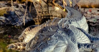 Zhduket 12-vjeçari në Australi, dyshohet se është sulmuar nga krokodilët