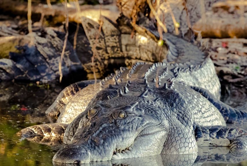 Zhduket 12-vjeçari në Australi, dyshohet se është sulmuar nga krokodilët