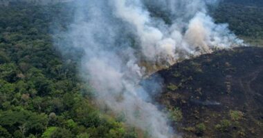 Amazona regjistron numrin më të madh të vatrave të zjarrit në 20 vitet e fundit
