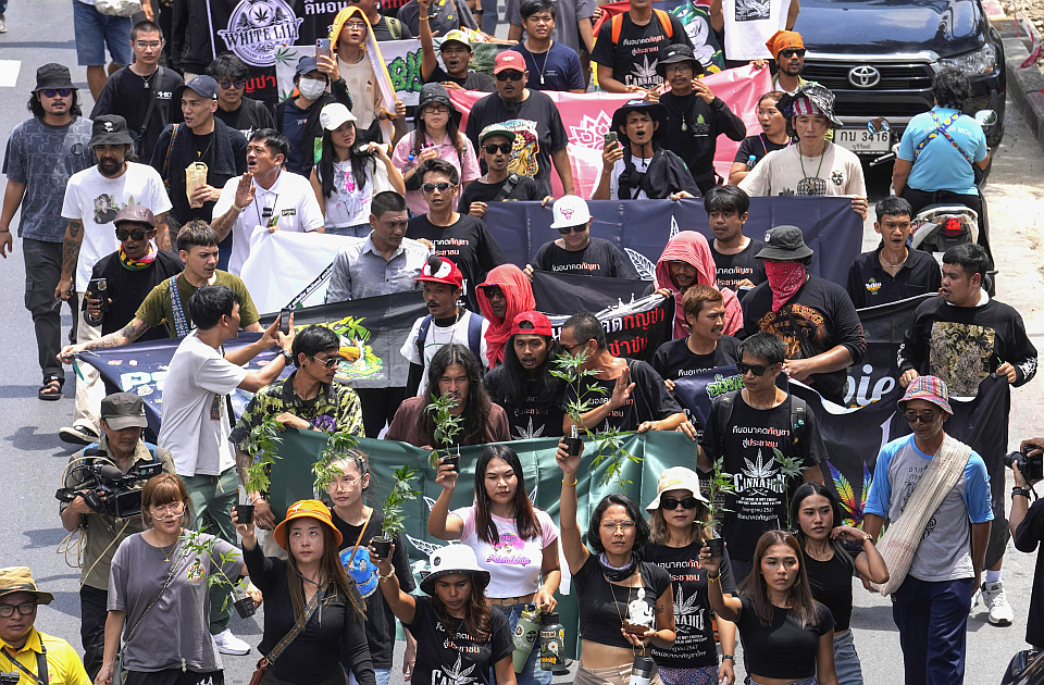 Përdorimi i kanabisit vetëm për qëllime mjekësore, qytetarët në Tajlandë ngrihen në protesta
