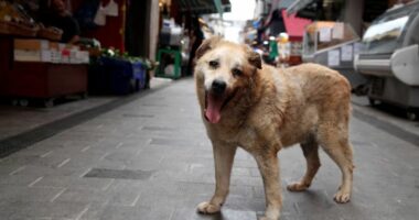 Turqia miraton ligjin për largim të qenve endacakë nga rrugët, opozita e kundërshton