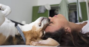 Së shpejti trajnim i detyrueshëm për të gjithë pronarët e qenve në Austri