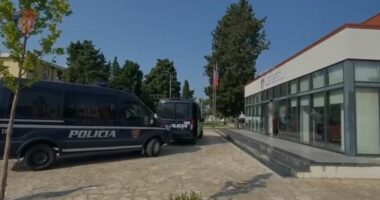 Kultivonin kanabis si grup i strukturuar/ Ekzekutohen masat e sigurisë për 12 persona në Shkodër