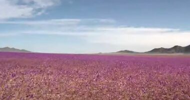 VIDEO/ Lulëzon shkretëtira më e thatë në botë, e mbuluar me lule të bardha dhe vjollcë
