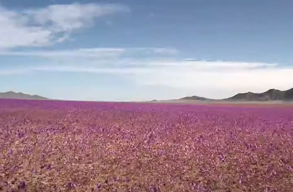 VIDEO/ Lulëzon shkretëtira më e thatë në botë, e mbuluar me lule të bardha dhe vjollcë