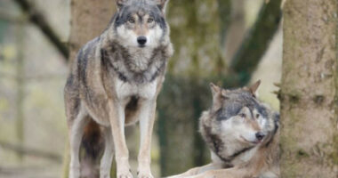 Sondazhi: Një e treta e vendasve nuk duan ujqër në Holandë, shkak frika