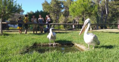 Shqipëria turistike/ Shifrat, korriku regjistroi bum vizitorësh në Parkun Kombëtar Divjakë-Karavasta
