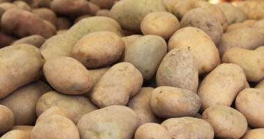 Gjermanët dhe francezët prodhojnë më së shumti patate në Evropë