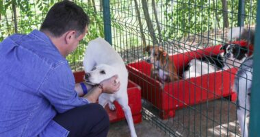 “Mos i braktisni kafshët shtëpiake”, Veliaj apel qytetarëve: Para pushimeve i dërgoni për adoptim