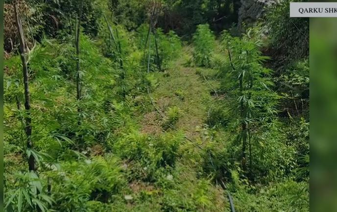 Aksion në qarkun Shkodër, asgjësohen rreth 3000 rrënjë kanabis