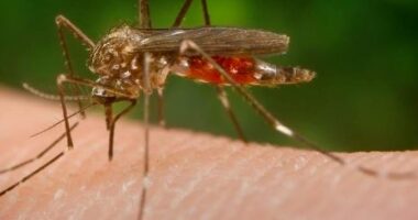 “Ethet e Nilit”, regjistrohen 2 viktima në Spanjë