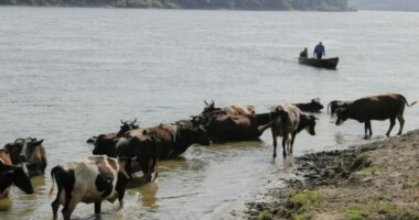 Thatësira godet Rumaninë/ Fermerët hasin vështirësi në mbajtjen e bagëtive, mungon baza ushqimore